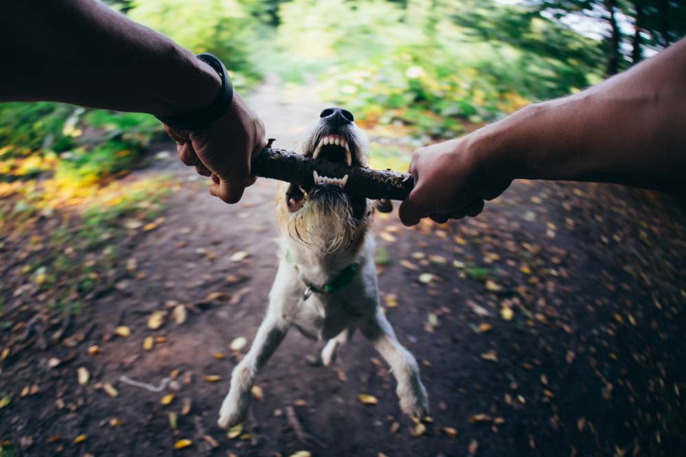 America's Best Dog Bite Animal Bite Attack Attorneys