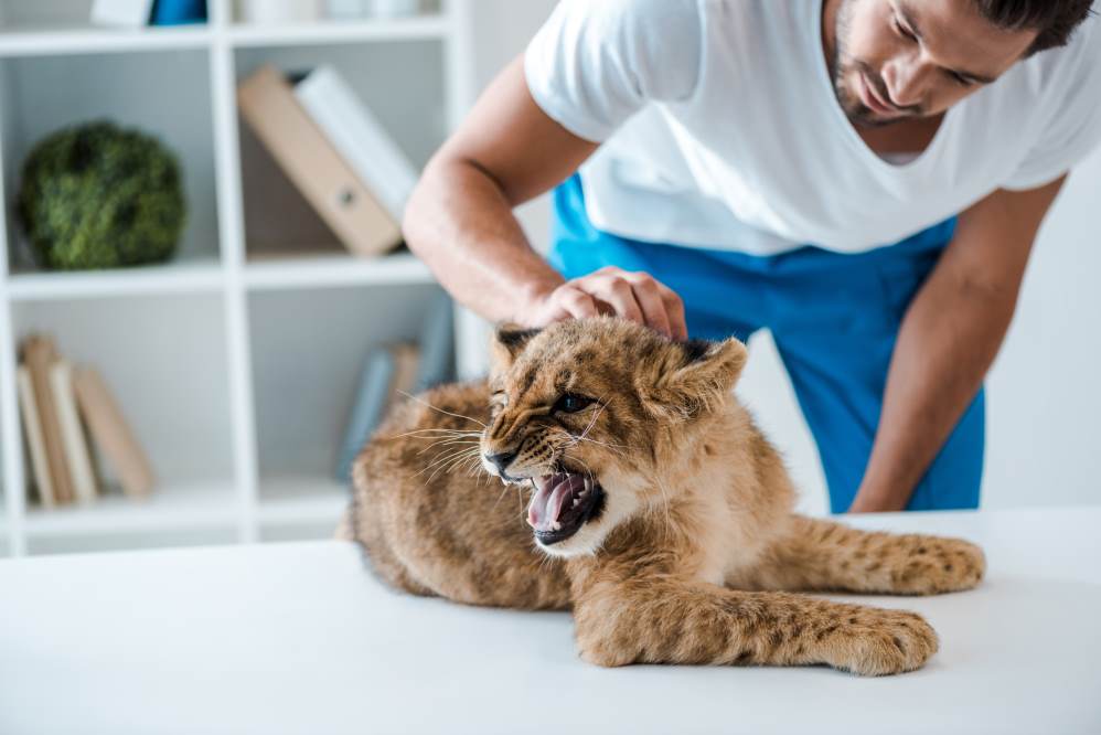 Wild Animal Bite Attack